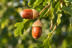 Oak acorns and leaves representing plant-derived tannins used in Brazilian Hairtech hair treatments