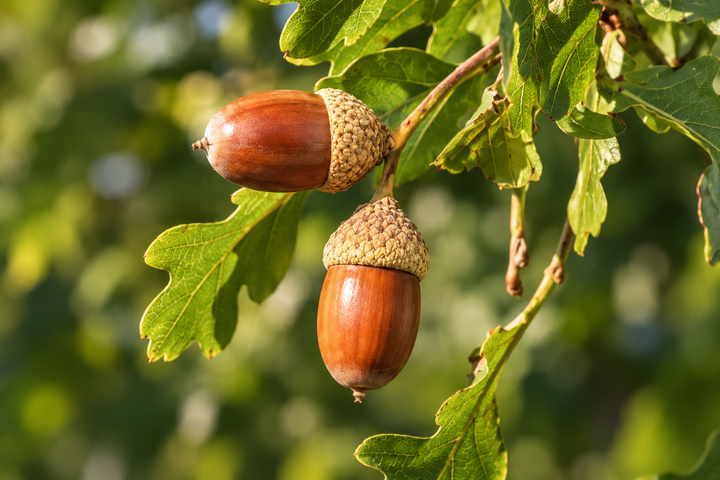 Oak acorns and leaves representing plant-derived tannins used in Brazilian Hairtech hair treatments