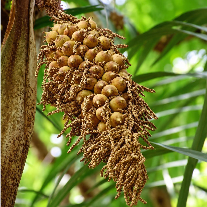 Murumuru butter key active used in Brazilian Hairtech professional hair treatments to deeply nourish, soften and moisturise dry, damaged hair